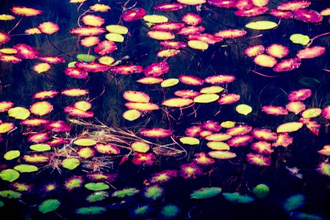 Waterlily leaves, Honeyman SP, Oregon