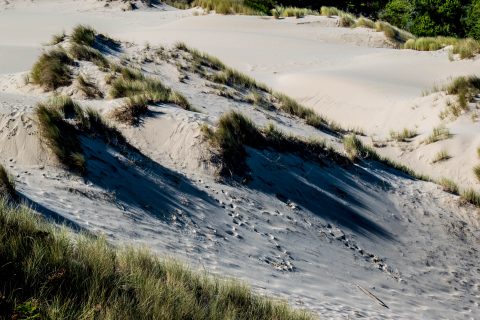 Oregon Dunes Overlook, Oregon