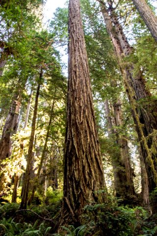 Prairie Creek Rewoods SP, California