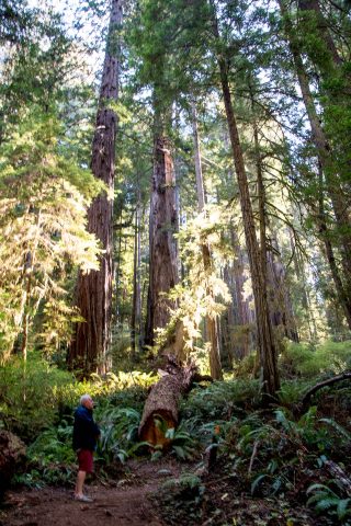 Prairie Creek Rewoods SP, California