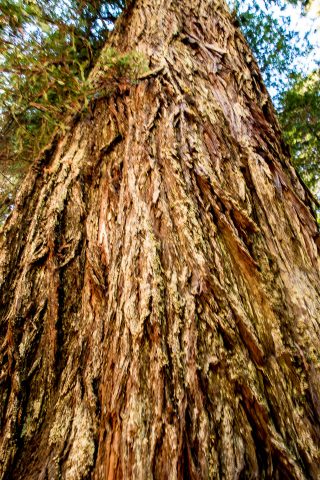 Prairie Creek Rewoods SP, California