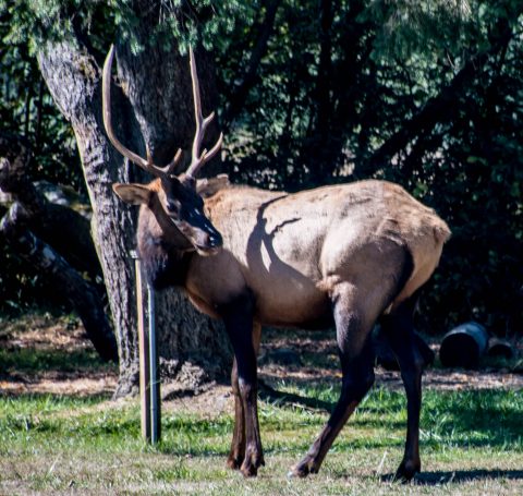 Roosevelt Elk,, Prairie Creek Redwoods SP, California