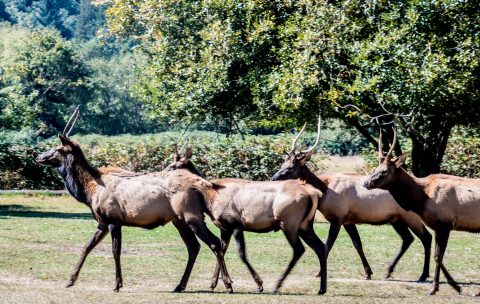 Roosevelt Elk,, Prairie Creek Redwoods SP, California
