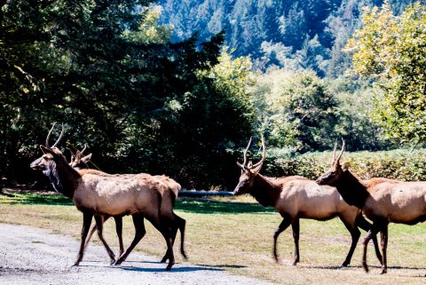 Roosevelt Elk,, Prairie Creek Redwoods SP, California