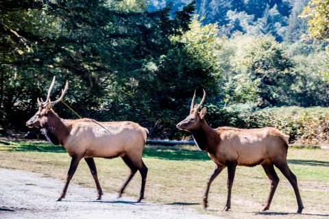 Roosevelt Elk,, Prairie Creek Redwoods SP, California