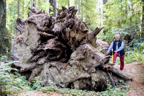 Redwood root, Humboldt Redwoods SP, California