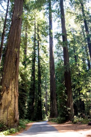 Humboldt Redwoods SP, California