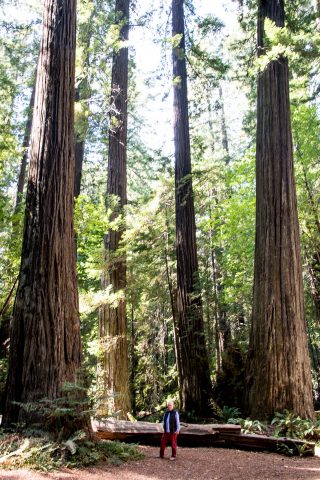 Humboldt Redwoods SP, California