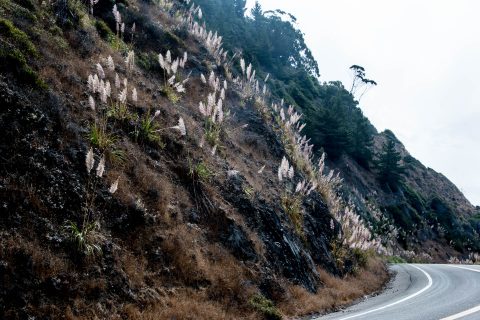 Invasive Jubata grass, northern California coast