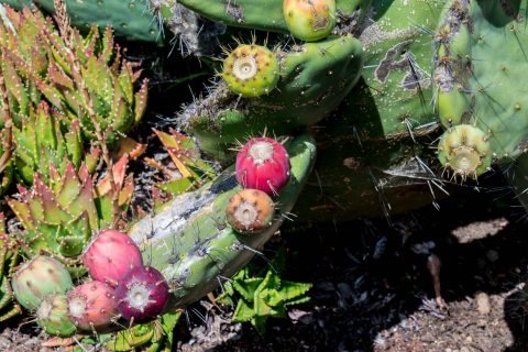 Mendocino Botanical Gardens, California