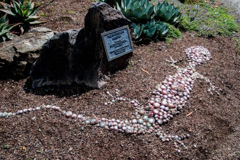 Mendocino Botanical Gardens, California