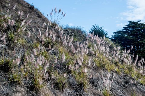 Invasive Jubata grass, California