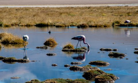Flamingos, near San Pedro de Atacama, Chile