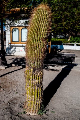 Cactus, Toconao,  Chile