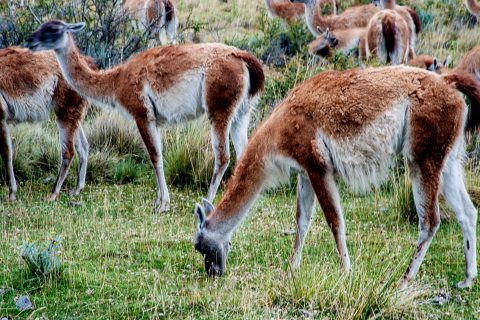 Guanaco, Torres del Paine National Park, Chile