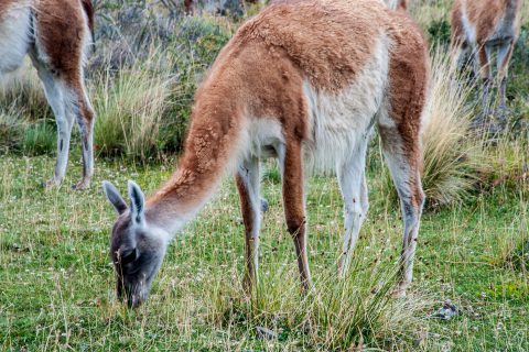 Guanaco, Torres del Paine National Park, Chile