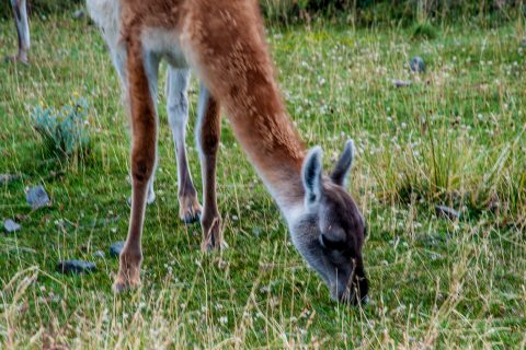 Guanaco, Torres del Paine National Park, Chile
