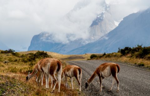 Guanaco, Torres del Paine National Park, Chile