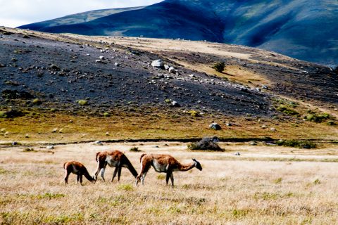 Guanaco, Torres del Paine National Park, Chile