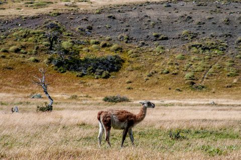 Guanaco, Torres del Paine National Park, Chile