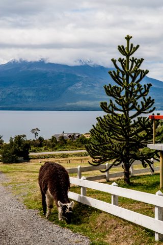 Monkey puzzle tree, near Puerto Varas, Chile