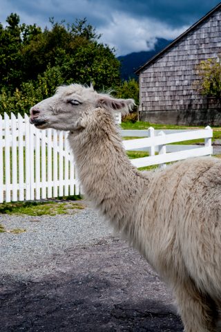 Llama on farm near Puerto Varas, Chile