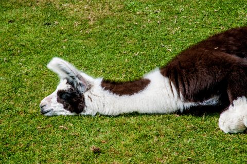 Llama on farm near Puerto Varas, Chile