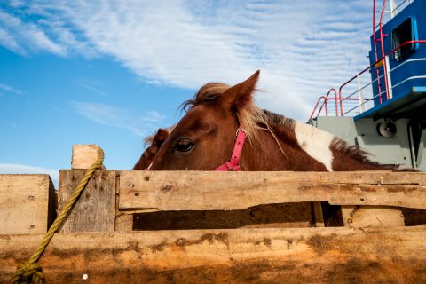 Ferry from Pargua to Chiloe, Chile