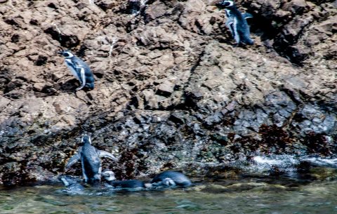 Magallanic penguins, Punihuil, Chiloe, Chile
