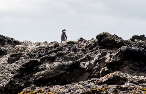Humboldt penguin, Punihuil,  Chiloe, Chile