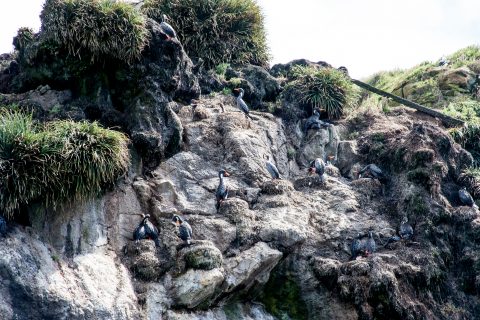 Cormorants, Punihuil, Chiloe, Chile