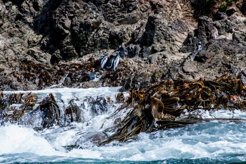Magallanic penguins, Punihuil, Chiloe, Chile