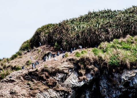 Magallanic penguins, Punihuil, Chiloe, Chile
