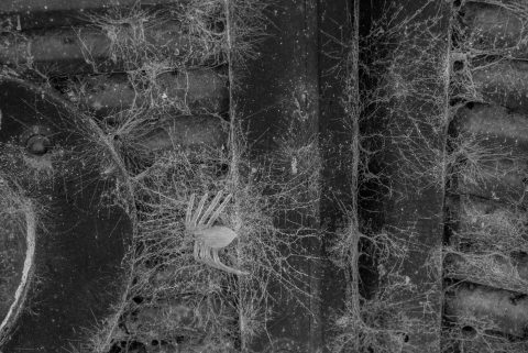 Cobwebs on tomb,  Cementerio de la Recoleta, Buenos Aires, Argen