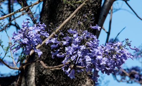 Jacaranda, Buenos Aires, Argentina
