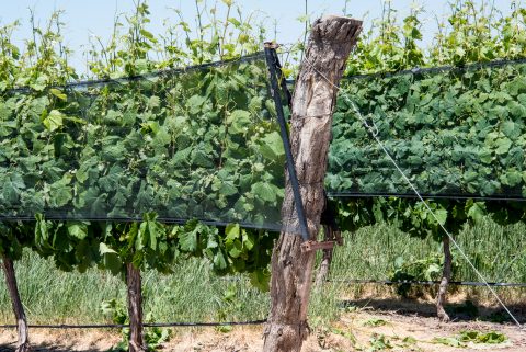 Hail nets, Finca Decero, Mendoza, Argentina