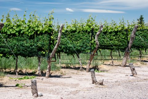 Hail nets, Finca Decero, Mendoza, Argentina