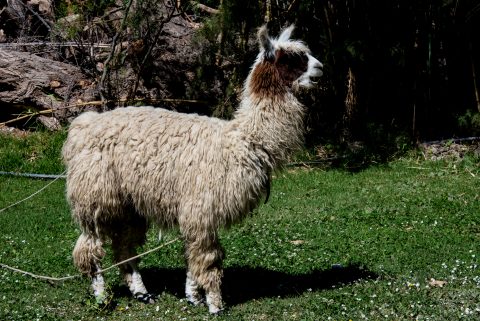 Alpaca, Purmamarca,, Argentina