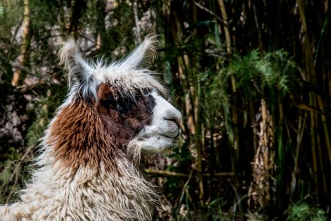 Alpaca, Purmamarca,, Argentina
