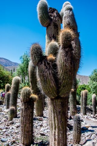 Cacti, Pucara de Tilcara, Humahuaca Gorge, Argentina