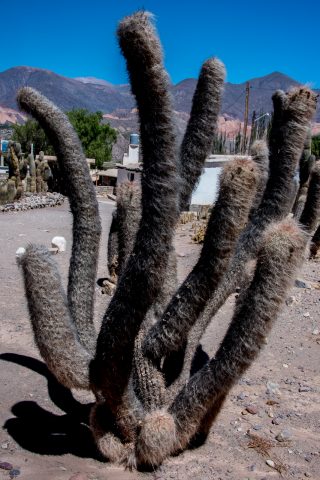 Cacti, Pucara de Tilcara, Humahuaca Gorge, Argentina