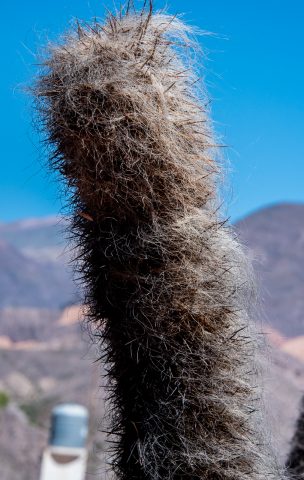 Cacti, Pucara de Tilcara, Humahuaca Gorge, Argentina