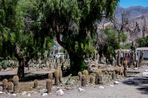 Cacti, Pucara de Tilcara, Humahuaca Gorge, Argentina