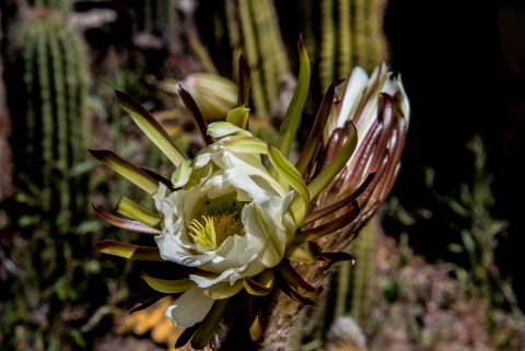 Cacti, Pucara de Tilcara, Humahuaca Gorge, Argentina
