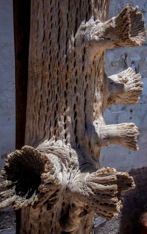 Dried cactus, Humahuaca, Argentina