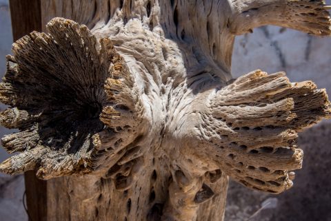 Dried cactus, Humahuaca, Argentina