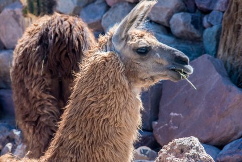 Alpaca, Humahuaca Gorge, Argentina