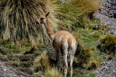Vicuna, Altipano, Argentina