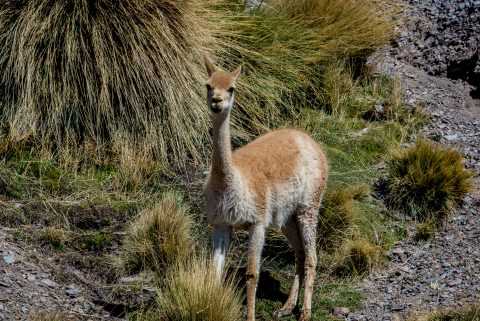 Vicuna, Altipano, Argentina