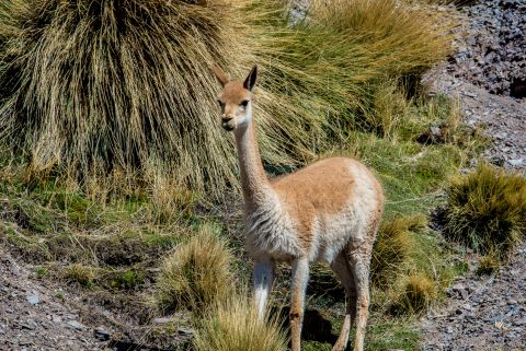 Vicuna, Altipano, Argentina